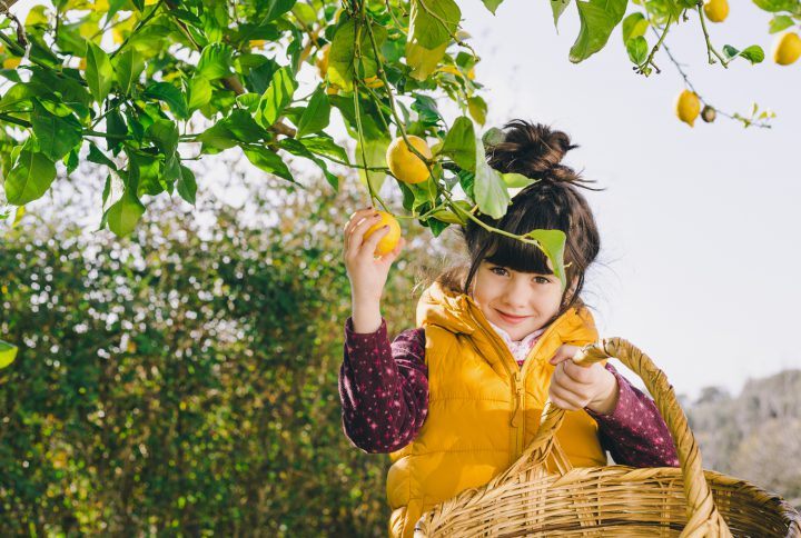 Fair show fruit of all  regions